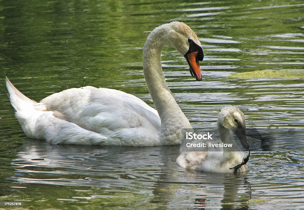 Swan avec Jeune cygne - Photo de Animaux à l'état sauvage libre de droits