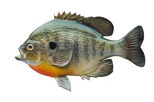 Bluegill Sunfish Isolated On White Stock Photo - Download Image Now - Fish,  Sunfish, Cut Out - iStock