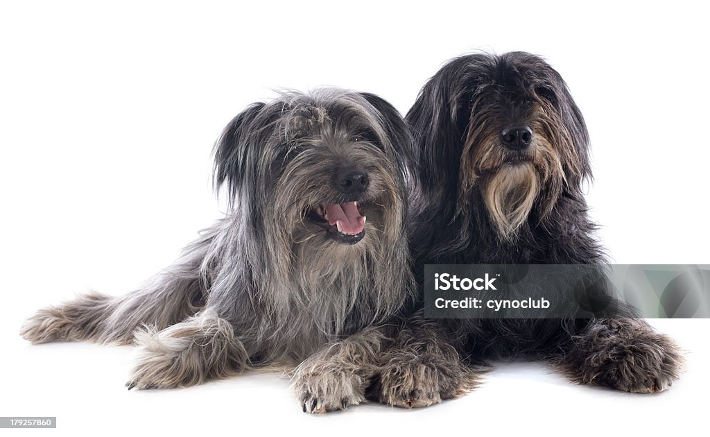 Pyrenean sheepdogs portrait of a pyrenean sheepdogs in front of a white background Animal Stock Photo