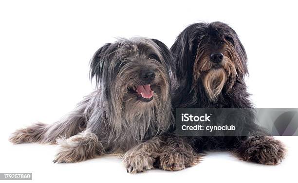 Pyrenean Sheepdogs Stock Photo - Download Image Now - Animal, Animal Body Part, Animal Hair