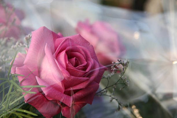 Rose in plastic foil stock photo