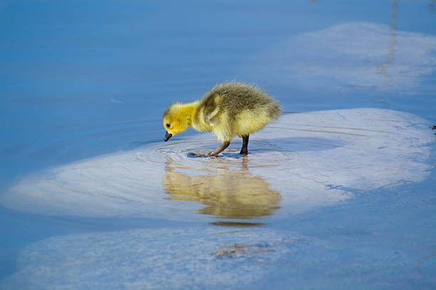 Gosling Standing on a Rock About to Drink Water stock photo