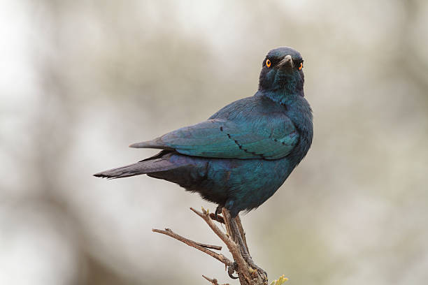 glänzende star - greater blue eared glossy starling stock-fotos und bilder