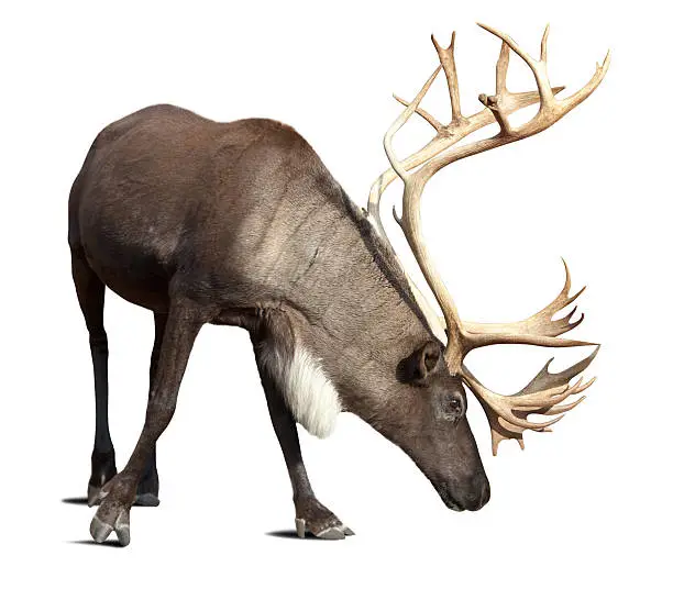 Large male reindeer. Isolated over white with shade