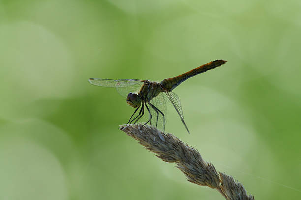 Dragonfly on a blade of grass stock photo