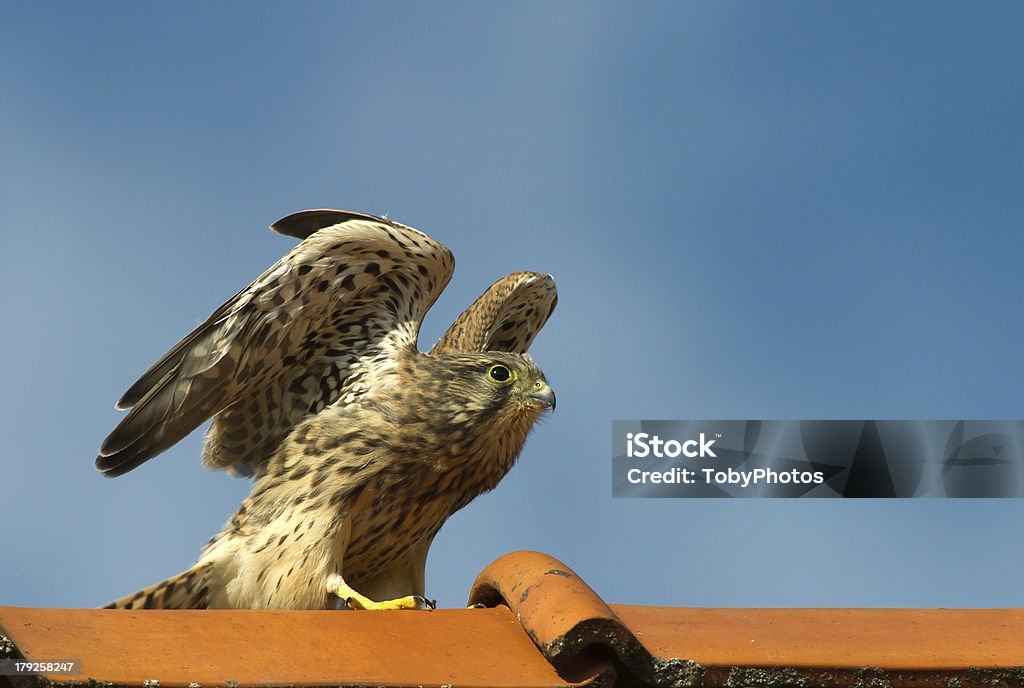 Kestrel, los jóvenes - Foto de stock de Ala de animal libre de derechos