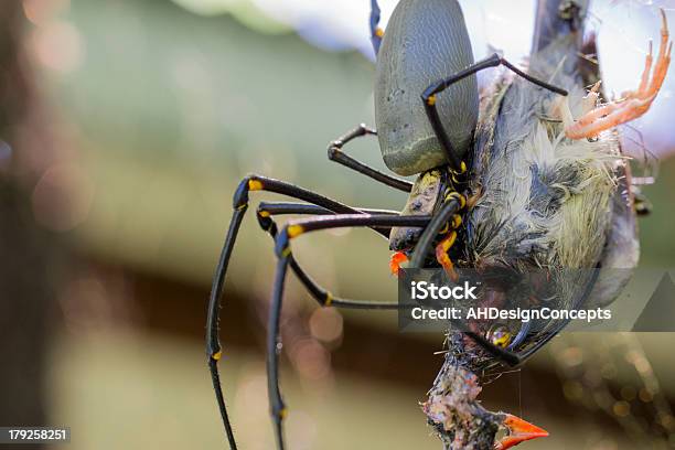 Golden Orb Weaver Spider Eating Finch Stock Photo - Download Image Now - Spider, Spider Web, Bird