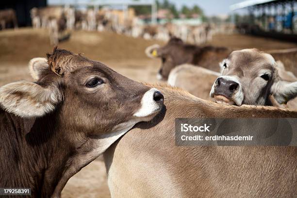 Krowa - zdjęcia stockowe i więcej obrazów Antycypacja - Antycypacja, Bydło domowe, Błoto