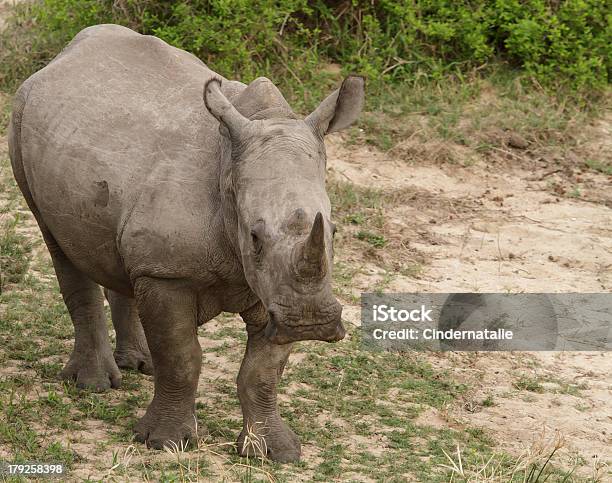 화이트 코뿔소 0명에 대한 스톡 사진 및 기타 이미지 - 0명, 남아프리카공화국, 동물