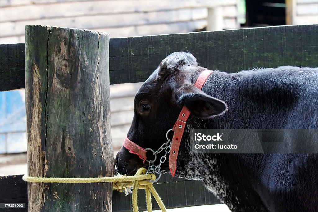 Farm giorno - Foto stock royalty-free di Ambientazione esterna