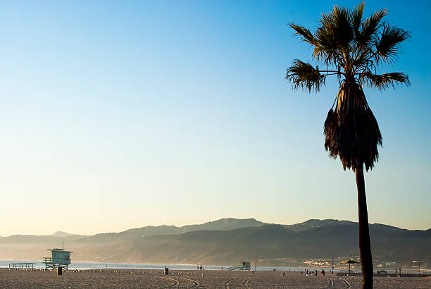 istock Palm Tree and a Lifeguard House 179259102