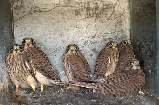kestrels Young kestrels in their artificial nest. They are bout to fly and leave the nest within few days. Number of breeding kestrels often limited by the number of suitable nests. Artificial nest are hung in the name of nature conservation. fledging stock pictures, royalty-free photos & images