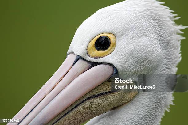 Pelícano Australiano Pelecanus Conspicillatus Foto de stock y más banco de imágenes de Agua - Agua, Aire libre, Animales salvajes