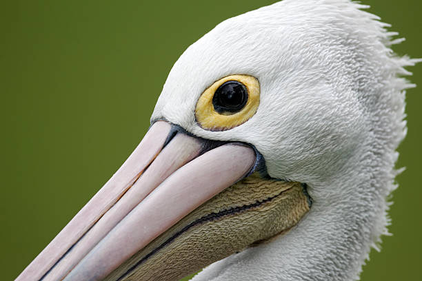australian pelican, odmiana pelikana conspicillatus - chloe zdjęcia i obrazy z banku zdjęć