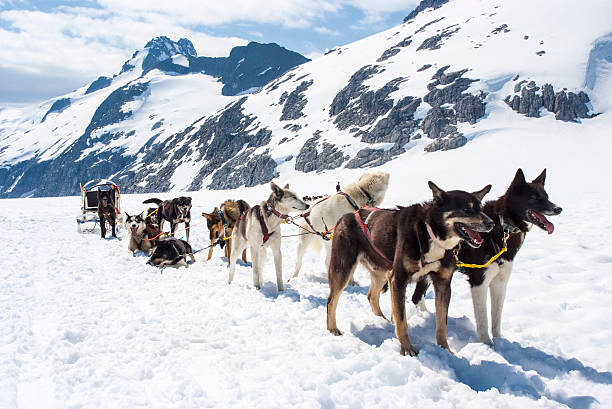 Alaska - Dog Sledding Special adventure in Alaska - Dogsled experience - Travel Destination juneau stock pictures, royalty-free photos & images