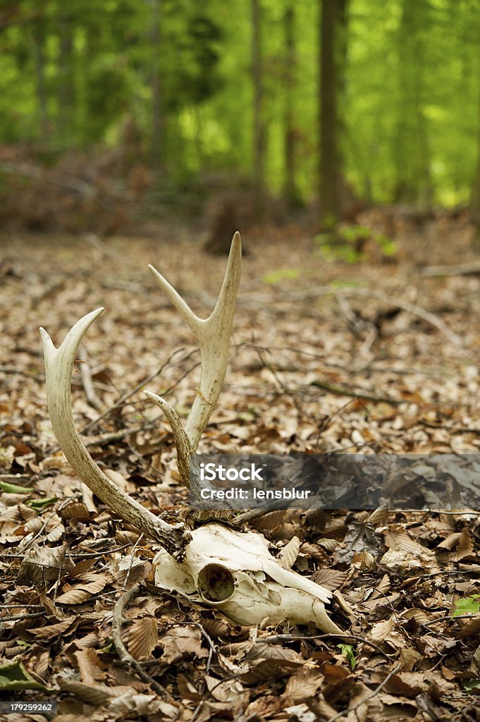 Jeleń czaszka z poroża w lesie - Zbiór zdjęć royalty-free (Bez ludzi)
