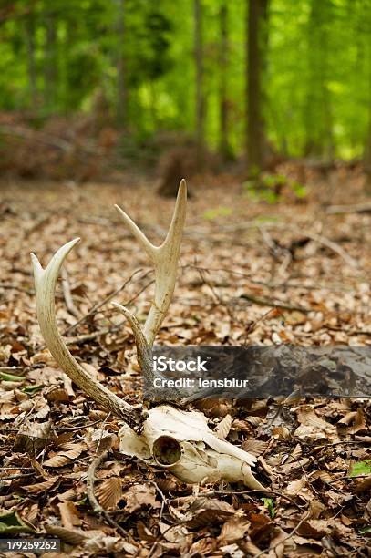 Crânio De Veado Com Pontas Na Floresta - Fotografias de stock e mais imagens de Animal - Animal, Animal morto, Ao Ar Livre