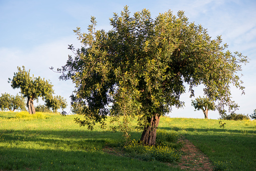 Carob tree in Majorca island landscape. Balearic Islands, Spain