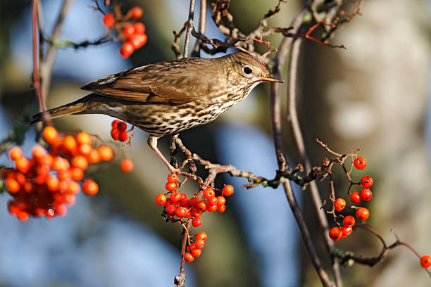 istock Song thrush, Turdus philomelos 179259410