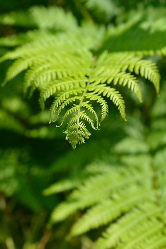 Eagle fern green leaves - scientific name - Pteridium aquilinum