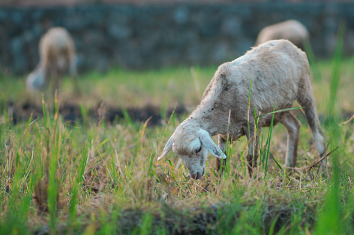 sheep or wedus gembel are eating grass in the field