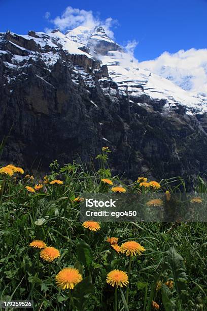 Alpes Suíços - Fotografias de stock e mais imagens de Alpes Europeus - Alpes Europeus, Ao Ar Livre, Cabeça de Flor