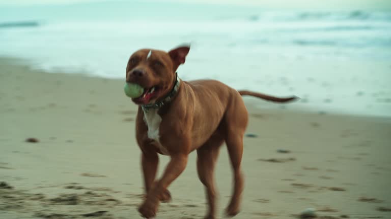 Slow Motion of Pitbull Dog With Bails in Mouth Running on Beach Sand at Evening