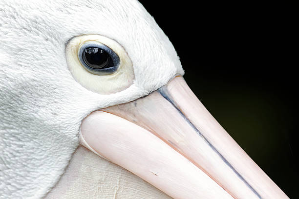 australian pelican, odmiana pelikana conspicillatus - chloe zdjęcia i obrazy z banku zdjęć