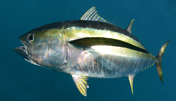 istock yellowfin tuna fish underwater in ocean 179259702
