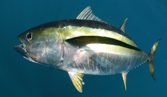 yellowfin tuna fish underwater in pacific ocean