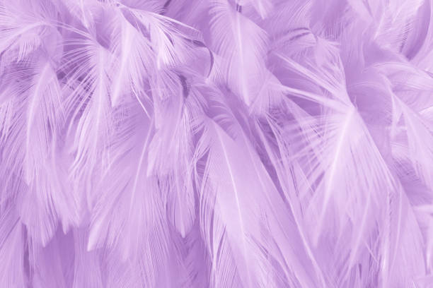 istock Purple pastel color bird feather pattern texture for background and design. 1792599437