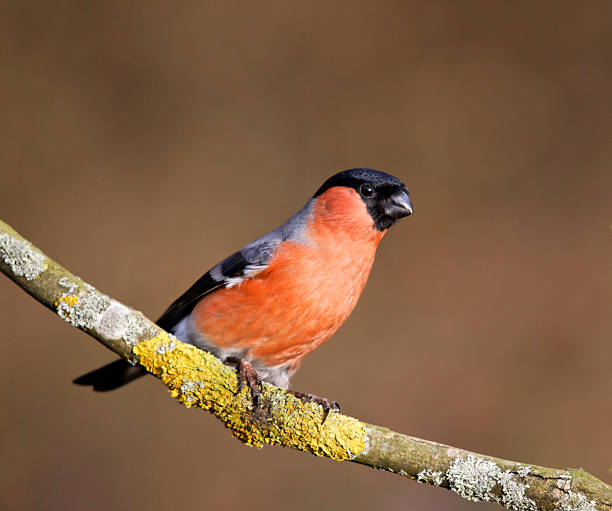 istock Bullfinch, Pyrrhula 179260033