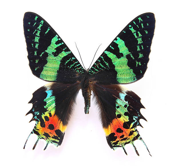 istock Moth:Black and green Chrysiridia riphearia 179260181