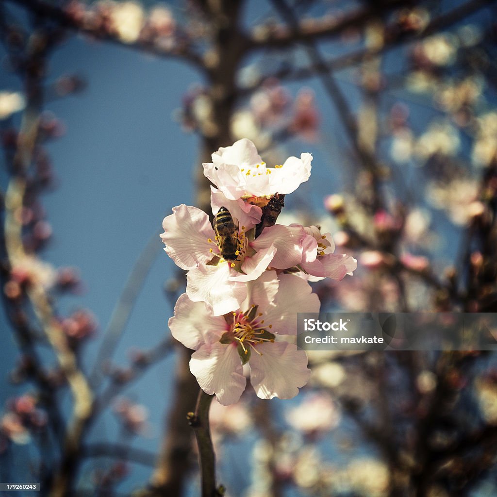 Flor de amêndoas - Foto de stock de Amendoeira royalty-free