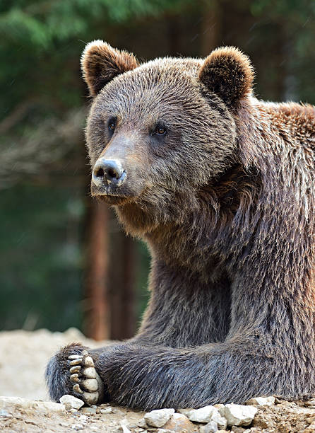 istock Brown bears in the Carpathians. 179260661