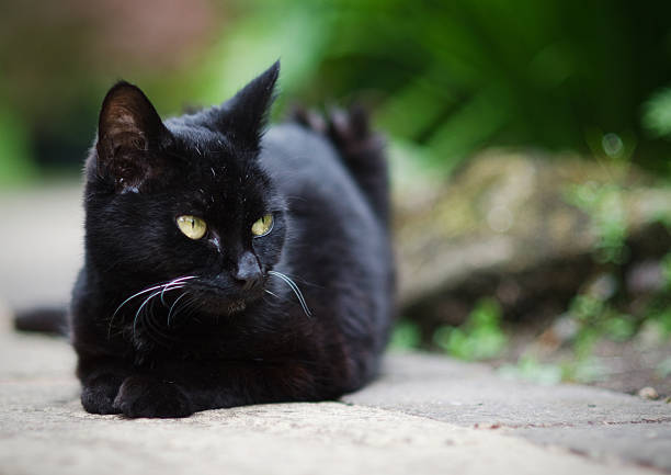 istock Black Cat - crouching prone on outdoor garden path. 179260691