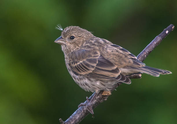 istock House Finch - Juvenile 179260798