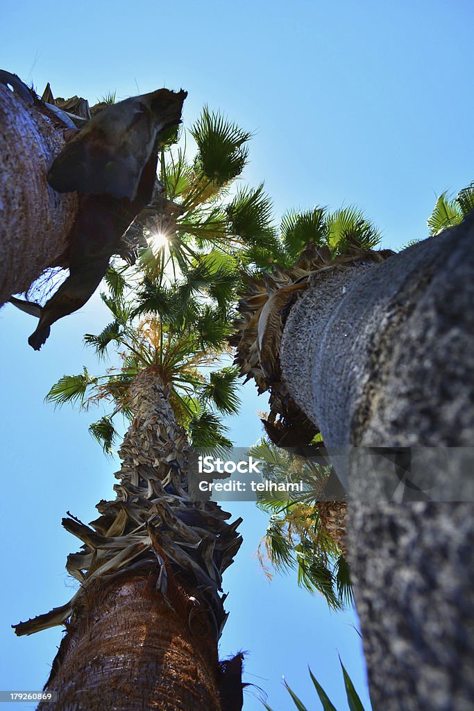 Três palmeiras - Foto de stock de Abaixo royalty-free