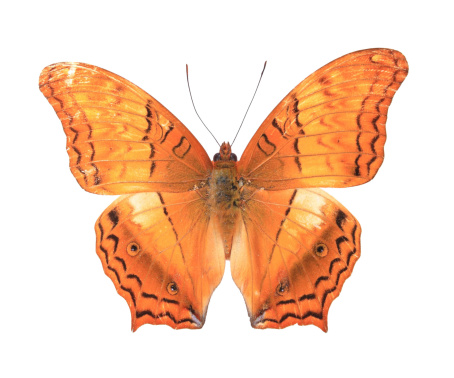 Cruisers:Orange butterfly isolated on a white background