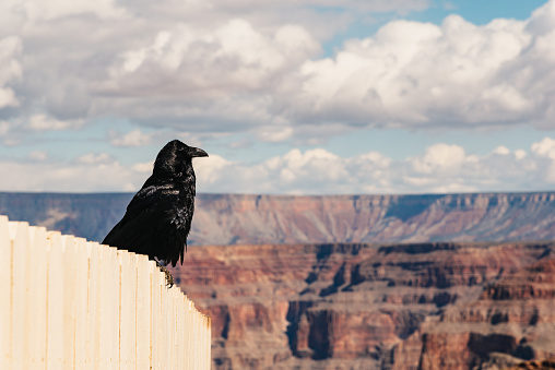 Black raven in the Grand Canyon