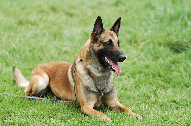 malinois - belgian shepherd - fotografias e filmes do acervo