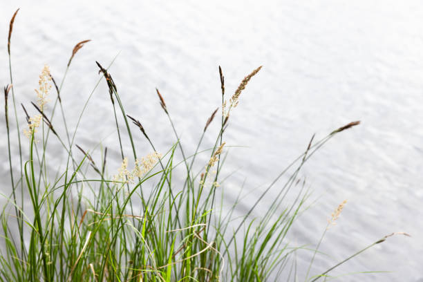 carex appropinquata. naturalne zdjęcie trawy przybrzeżnej - carex zdjęcia i obrazy z banku zdjęć