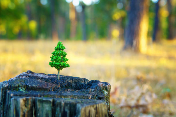 Small green tree growing on a dry stump, symbolizing hope and the need to protect forests and natural environment.