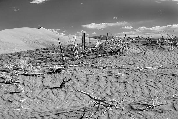 istock B&W of plants in sand. 179261491