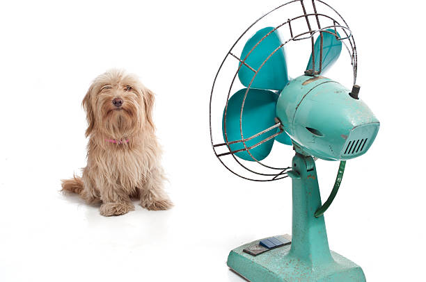 dog with fan stock photo