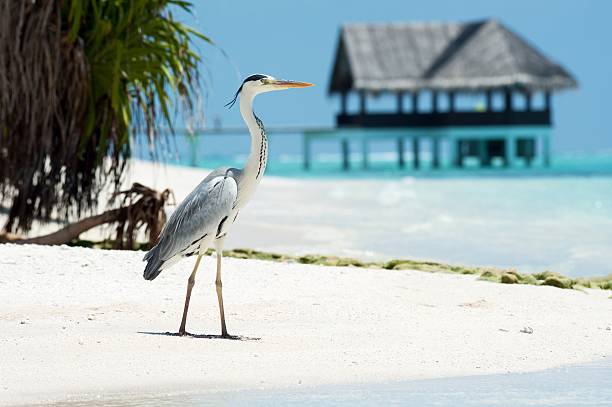 istock heron stands on the beach 179261780