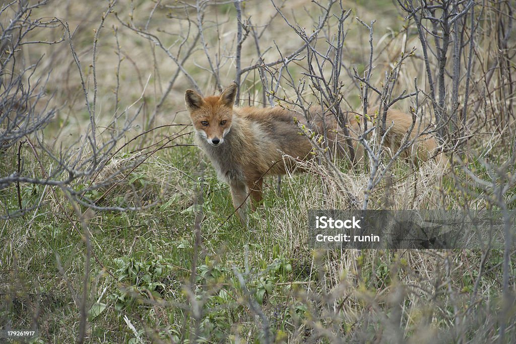 Japanese Kita kitsune (Ezo red fox) Animal Stock Photo