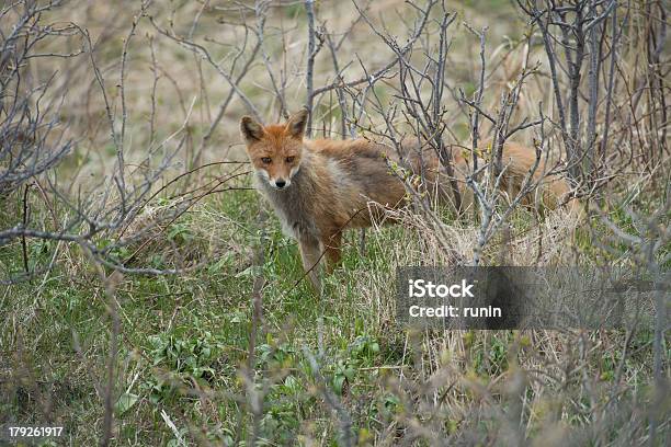 Japanese Kita Kitsune Stock Photo - Download Image Now - Animal, Animals In The Wild, Bush
