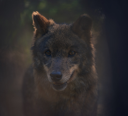 Wild wolf in the mountains