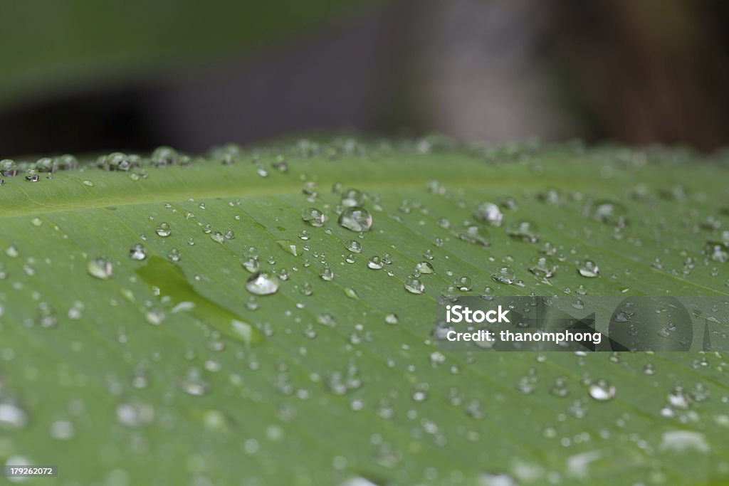 Folha de Bananeira com água gotas - Foto de stock de Abstrato royalty-free